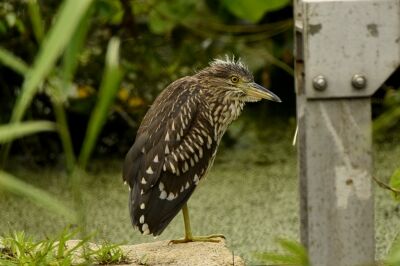 ゴイサギ_20200724_東京港野鳥公園_レンジャー撮影
