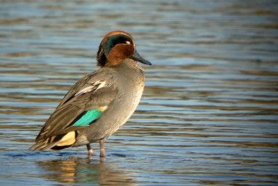 A male Green-winged Teal in “Shio-iri” Pond