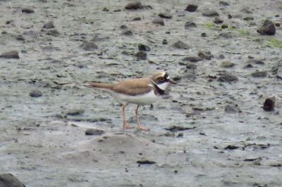 コチドリ_190620_潮入りの池