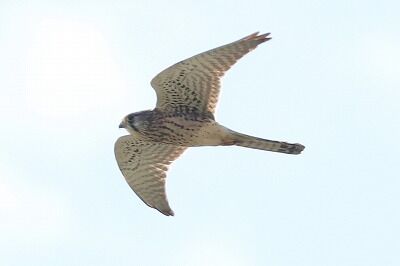 チョウゲンボウIMG_0991（トリミング）