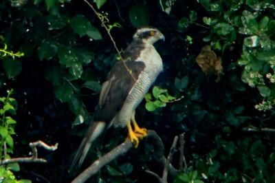 オオタカ_220823_東京港野鳥公園_恩田幸昌_P8230056_trim