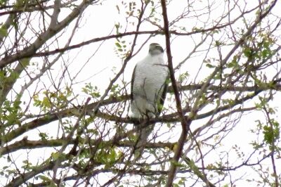 オオタカ_東観察小屋横ハリエンジュ191128