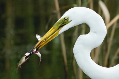 ダイサギ_240629_東京港野鳥公園_潮入りの池_公財日本野鳥の会_レンジャー青木撮影2
