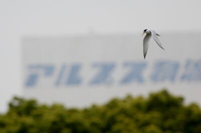 コアジサシ_230521_東京港野鳥公園_恩田幸昌_MG_0984_trim