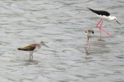 アオアシシギ_190830_潮入りの池