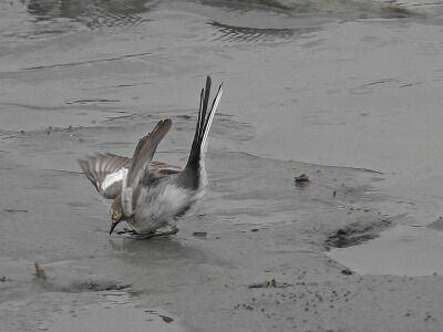 ハクセキ3二階堂