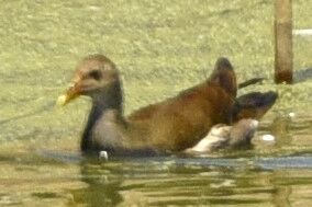 バン_20200828_東京港野鳥公園_レンジャー撮影