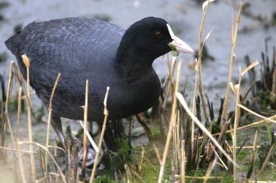 オオバン_240324_東京港野鳥公園_恩田幸昌_IMG_1104_trim