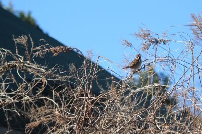 スズメ_240227_東京港野鳥公園_恩田幸昌_IMG_0420_trim