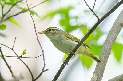 DSC_5080-強化-NR-2