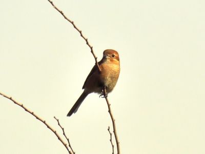 モズー191026-東淡水池