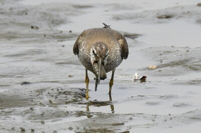 キアシシギ_20200809_東京港野鳥公園_レンジャー撮影