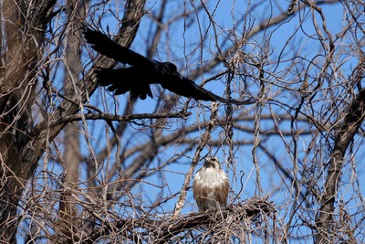 ノスリ_250322_東京港野鳥公園_東淡水池_公財日本野鳥の会_レンジャー青木撮影