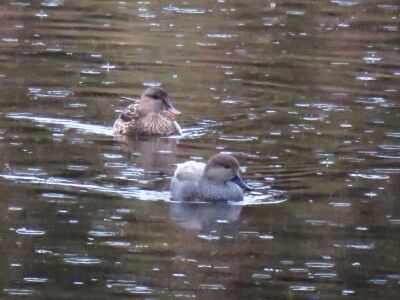 オカヨシガモ_191128①