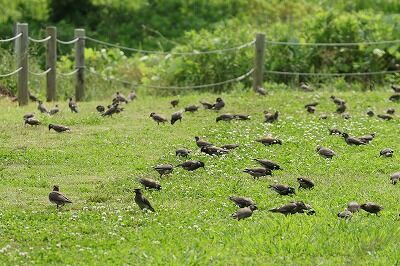 椋鳥群れ0P4A5076鳥