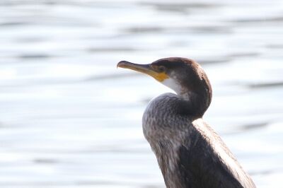 ウミウ_221122_東京港野鳥公園_恩田幸昌_MG_5926_trim