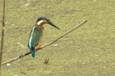 カワセミ_20200822_東京港野鳥公園_レンジャー撮影