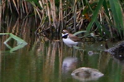 コチドリ_230531_東京港野鳥公園_恩田幸昌_MG_1423_trim