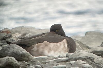 キンクロハジロ_230929_東京港野鳥公園_恩田幸昌_IMG_0363_trim