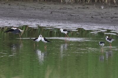 背高鷸0P4A2632鳥