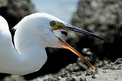 コサギ_240723_東京港野鳥公園_前浜干潟_公財日本野鳥の会_レンジャー青木撮影