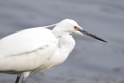 コサギ_20200322_潮入りの池