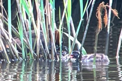 カイツブリ_230720_東京港野鳥公園_恩田幸昌_IMG_8550_trim