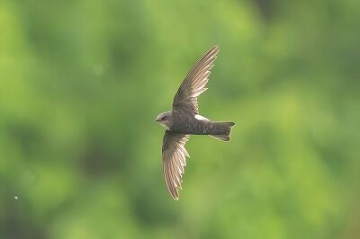 DSC_1035-強化-NR-2