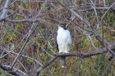 181224_オオタカ_東淡水池_青木撮影