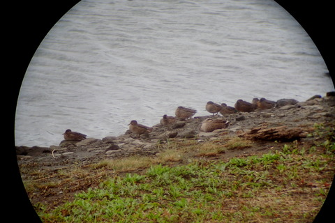 コガモ_170928_東京港野鳥公園_恩田撮影_P9280033