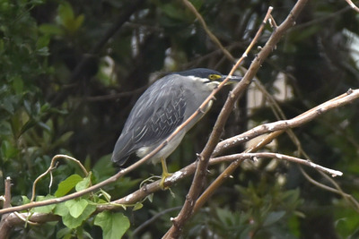ササゴイ_240421_東京港野鳥公園_1号観察小屋_公財日本野鳥の会_レンジャー青木撮影