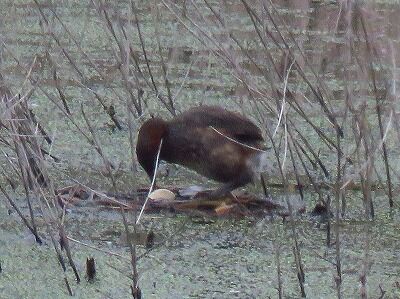 カイツブリと卵_20200626_東淡水池