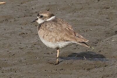 いかる千鳥0P4A7807鳥