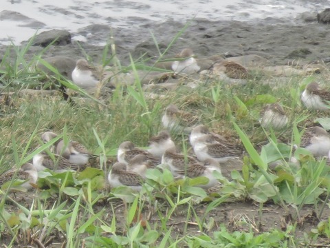 180929_潮入り_トウネン (2)