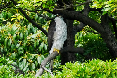 オオタカ_240923_東京港野鳥公園_東淡水池_公財日本野鳥の会_レンジャー青木撮影