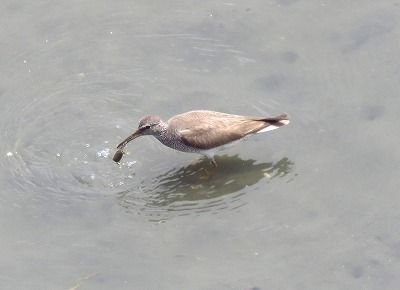 キアシシギー190723－潮入りの池