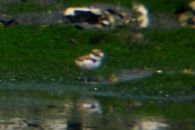 コチドリ_20200623_東京港野鳥公園_恩田幸昌_P1420881_trim