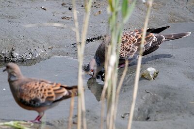 キジバト_230829_東京港野鳥公園_恩田幸昌_MG_6282_trim