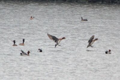 ヒドリガモ_240324_東京港野鳥公園_恩田幸昌_IMG_1137_trim