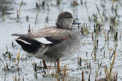 丘葦鴨0P4A0520鳥