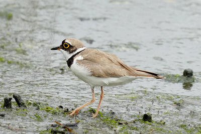 コチドリ_240629_東京港野鳥公園_潮入りの池_公財日本野鳥の会_レンジャー青木撮影2