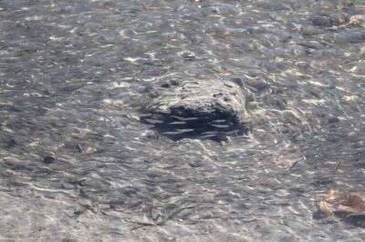 ボラ_240227_東京港野鳥公園_恩田幸昌_IMG_0440_trim