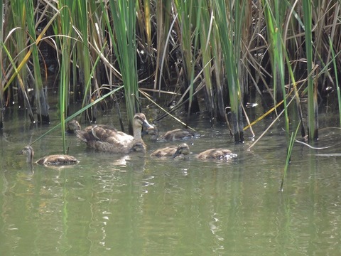 180721_カルガモ親子_東淡水