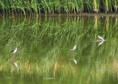 セイタカシギー190829－東淡水池