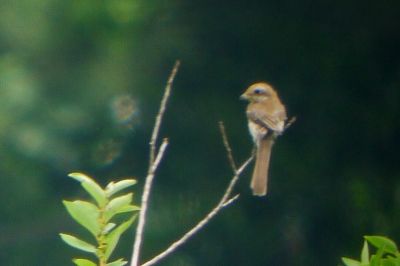 モズ_20190725_東京港野鳥公園_恩田幸昌_P1420478_trim