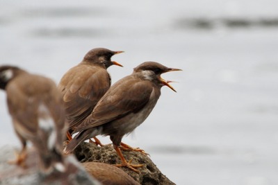ムクドリ_230624_東京港野鳥公園_恩田幸昌_MG_2792_trim