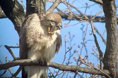ノスリ_240224_東京港野鳥公園_恩田幸昌_IMG_5031_trim