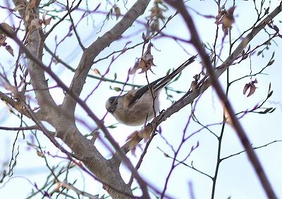 エナガー181227-自然生態園ー長縄 (3)