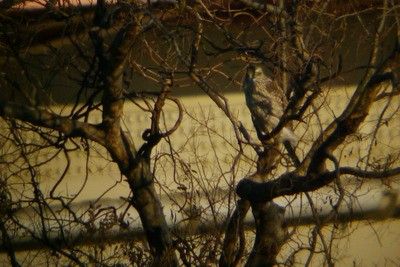 A Goshawk on a tree across “Shio-iri” Pond