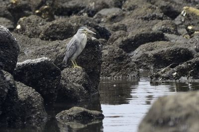 ササゴイ_190728_前浜干潟